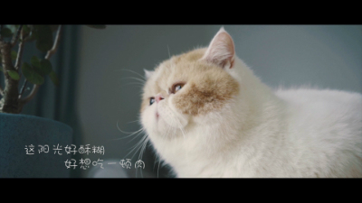 1907期影视剪辑与包装设计师班1班【O】的五星作品
